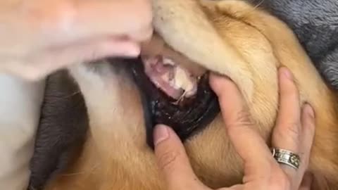 DOGGY ENJOYS BRUSHING