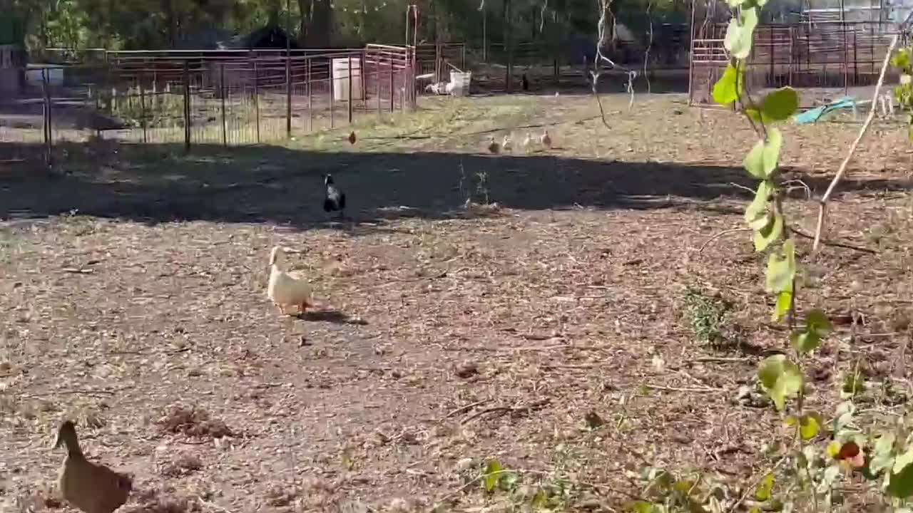 Capybara vs Piglet (Quandale Dingle Dies)