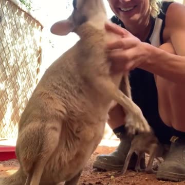 Exotic Animals That You Can Legally Own #shorts