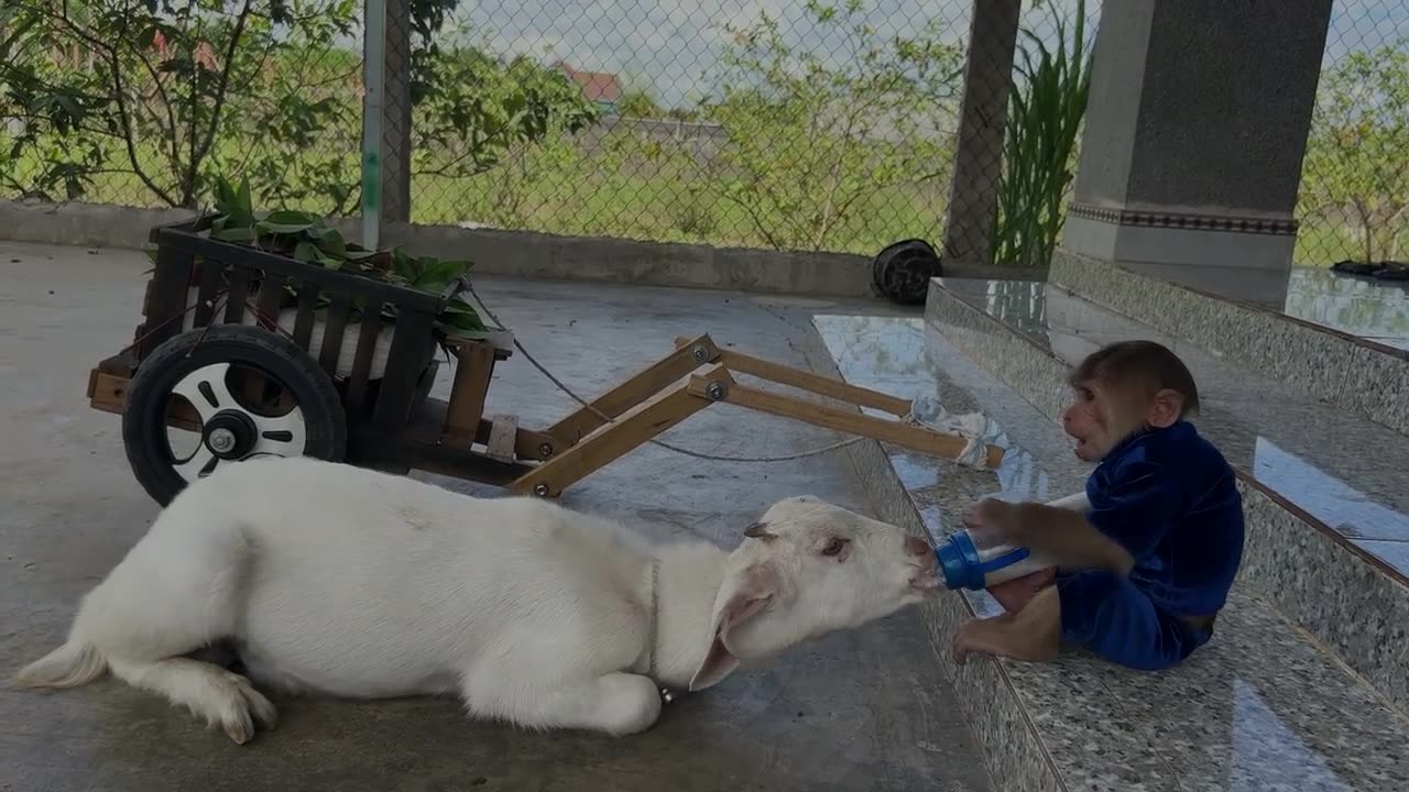 CUTIS takes goat to harvest lychees to make juice