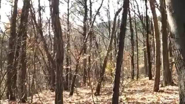 short funny videos #1