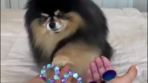 Funny animal