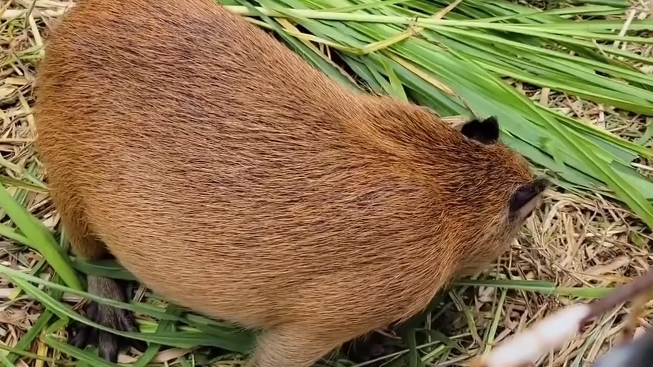 Giant guinea pig.