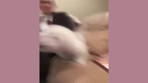 Funniest Animals Video - Best Cats😹 and Dogs🐶 Videos of 2023 Compilation!#1