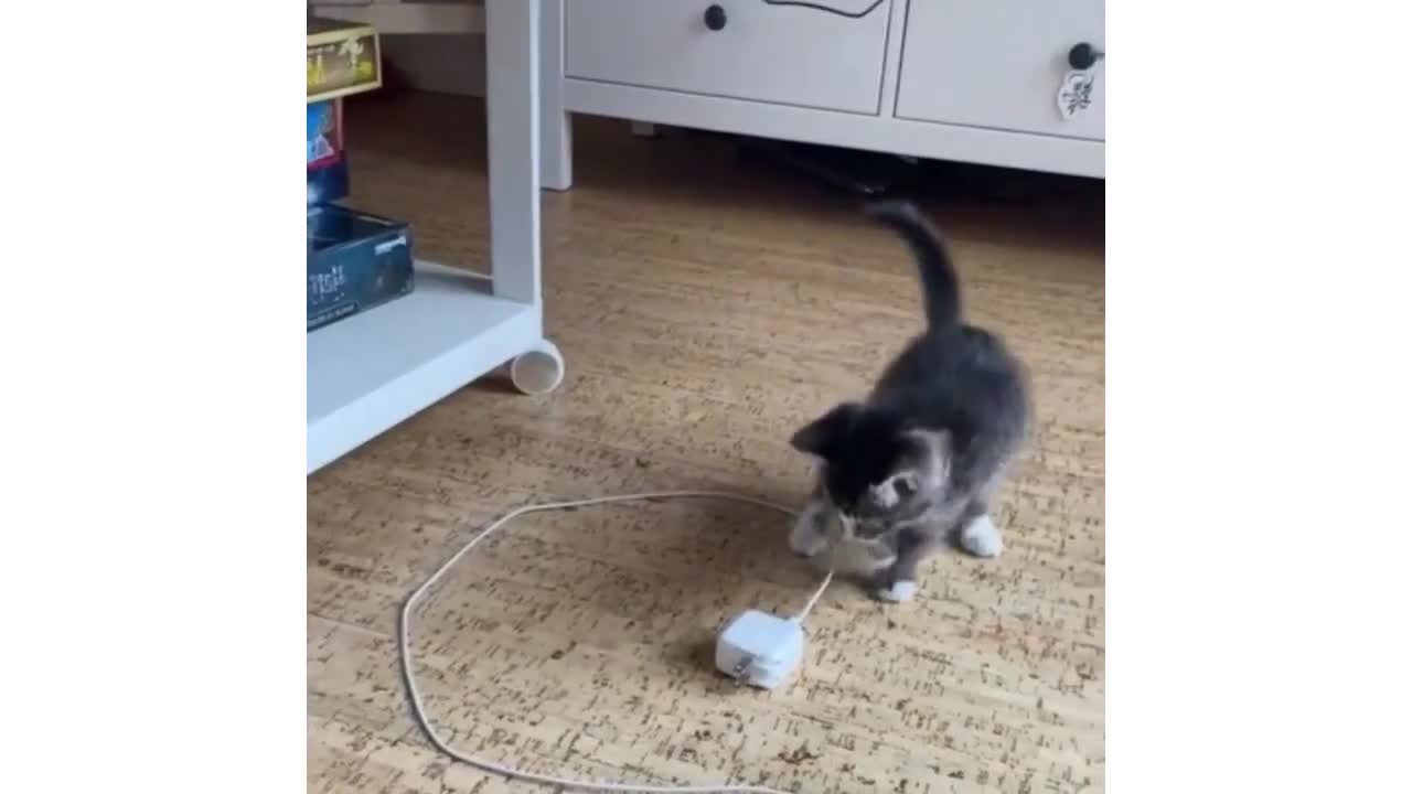 Funny Cats Compilation Vol.19