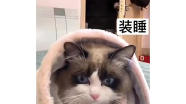Cat intalegant cat on hom cat