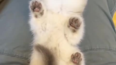 Samart cats