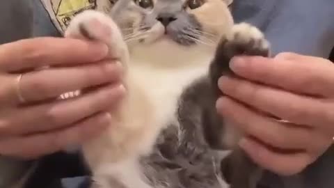 The cat is dancing