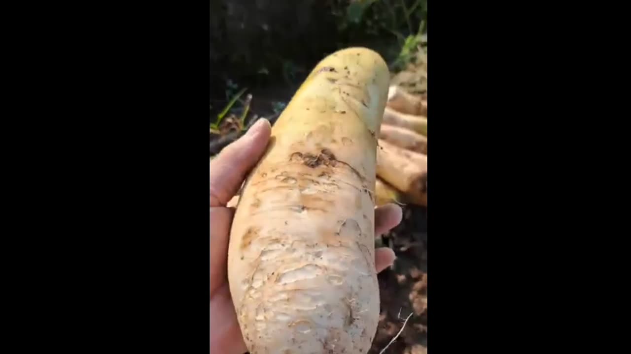 Once Africa's Hungry Saviour, Radishes