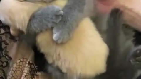 Cat and Puppy Hugs in Adorable #Shorts #cat, #kitten, #puppy, #dog, #hug,#shorts