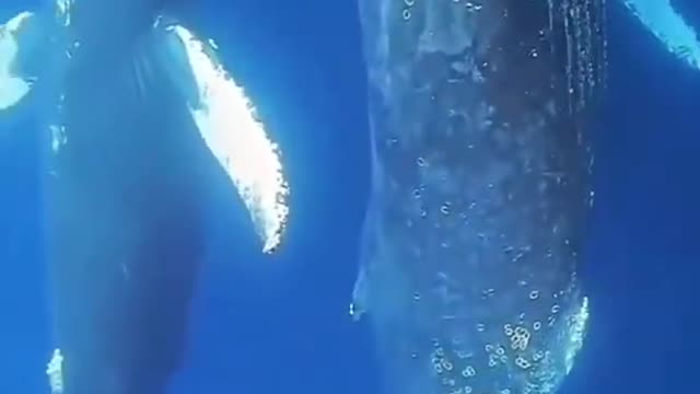 Blue Whale Swimming Wide Low-Angle #Whale