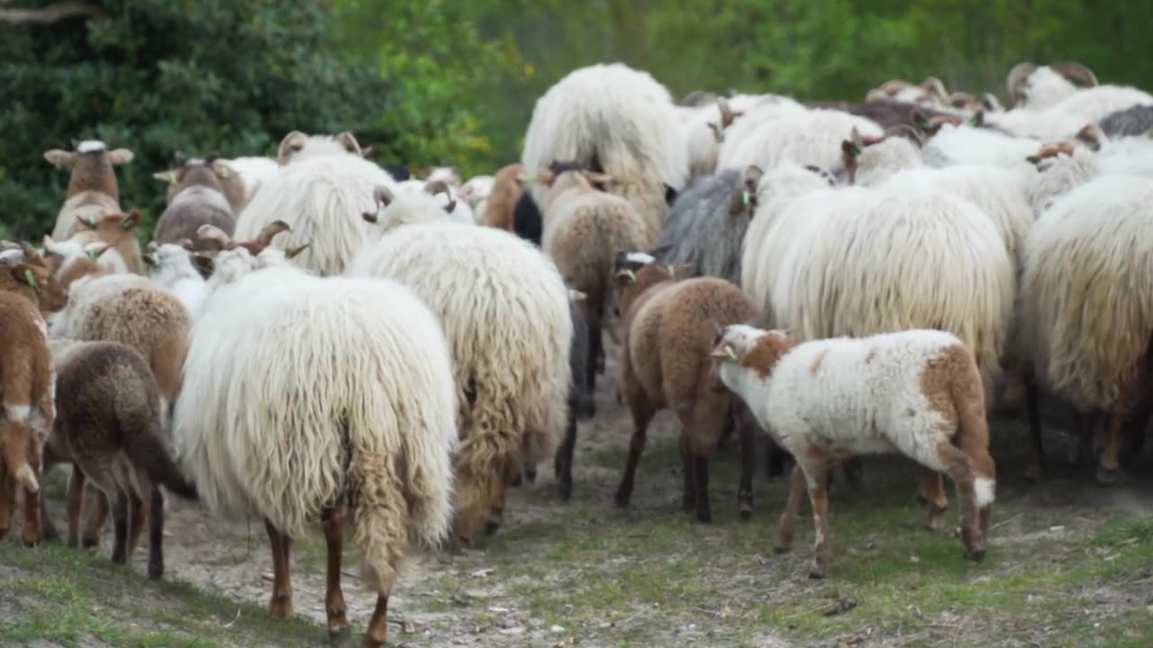 Sheeps with A Full Coat Of Wool