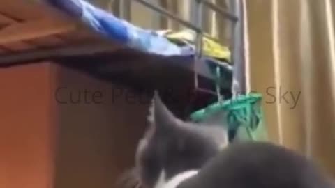 Cats funny video cuts cats