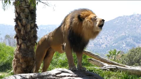 Dangerous Male Lion _ Lion roaring sound _ San Diego Zoo Safari Park California