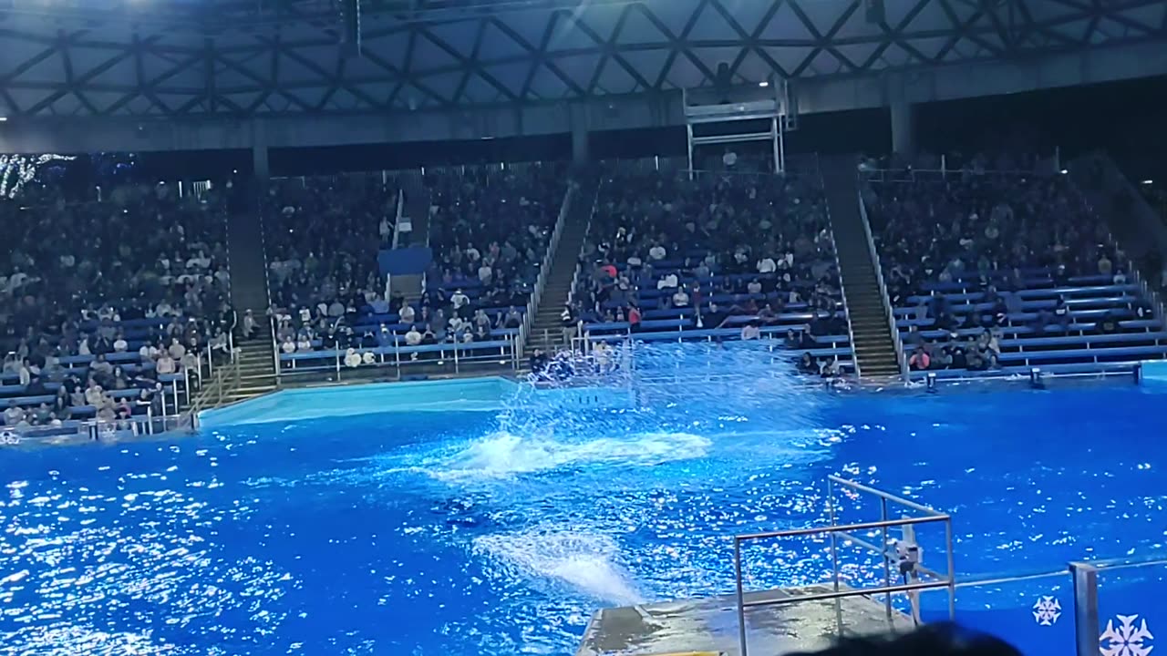 Dolphin show