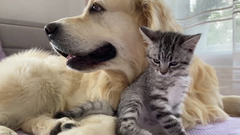 Golden Retriever and Baby Kitten Become Friends