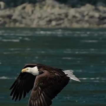Eagle Beauty