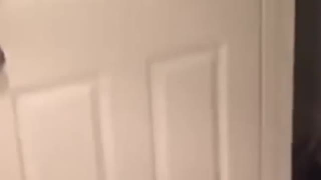 WEIRD reactions from pets - COMPILATION