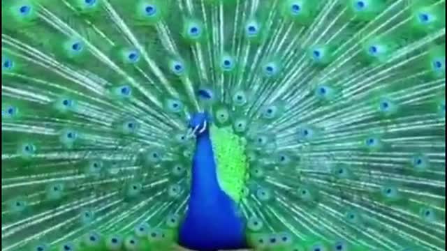 The beautiful peacock opens its screen