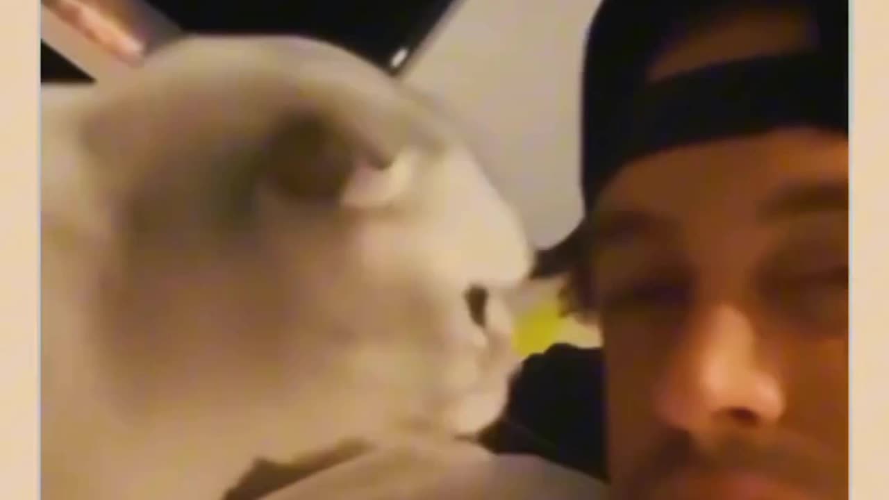 Cats can talk too see ! In this video 😂😂😺