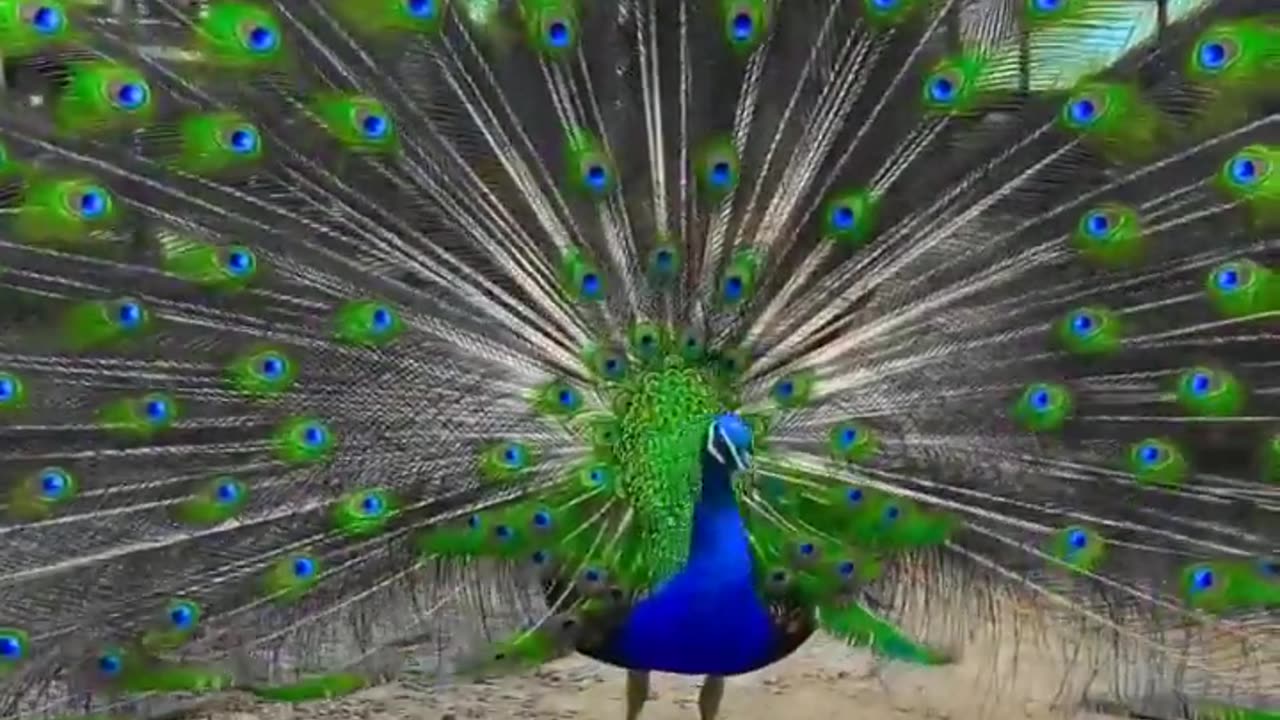 Peacock voice