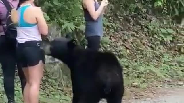 How to escape from bear attack