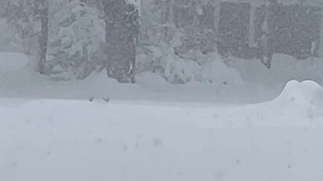 Buck Peeks Over Piles of Snow