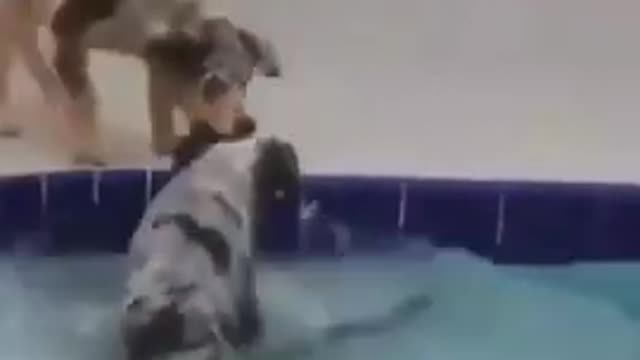 funny dog video