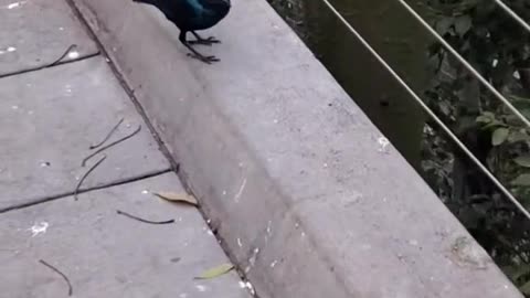 Blue-Eared Glossy Starling on the Move