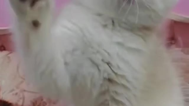 Mysterious animal cats in nature