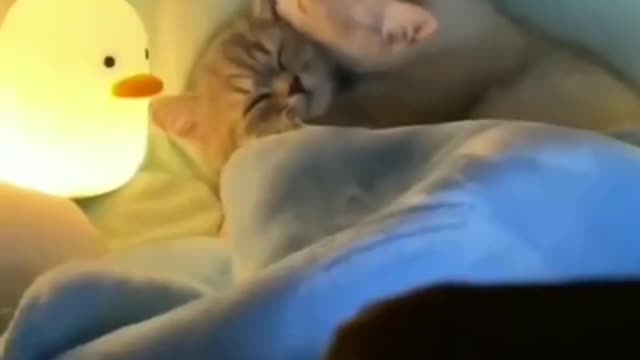 Did You See The Funny Cute Cat Couple Cat | Funny Cat Video