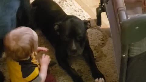 Family life and our pets