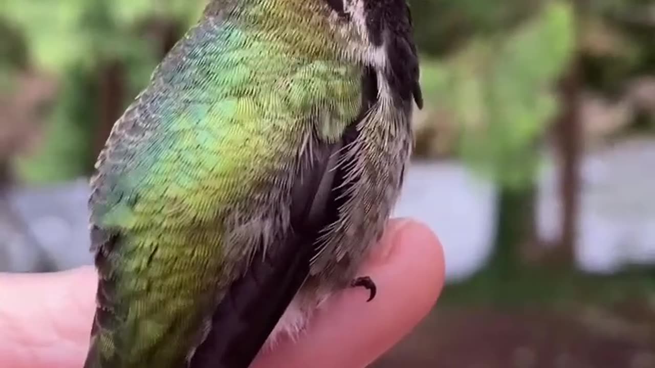 Beautiful birds