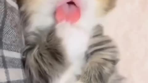 Tiny Kitty Grooms