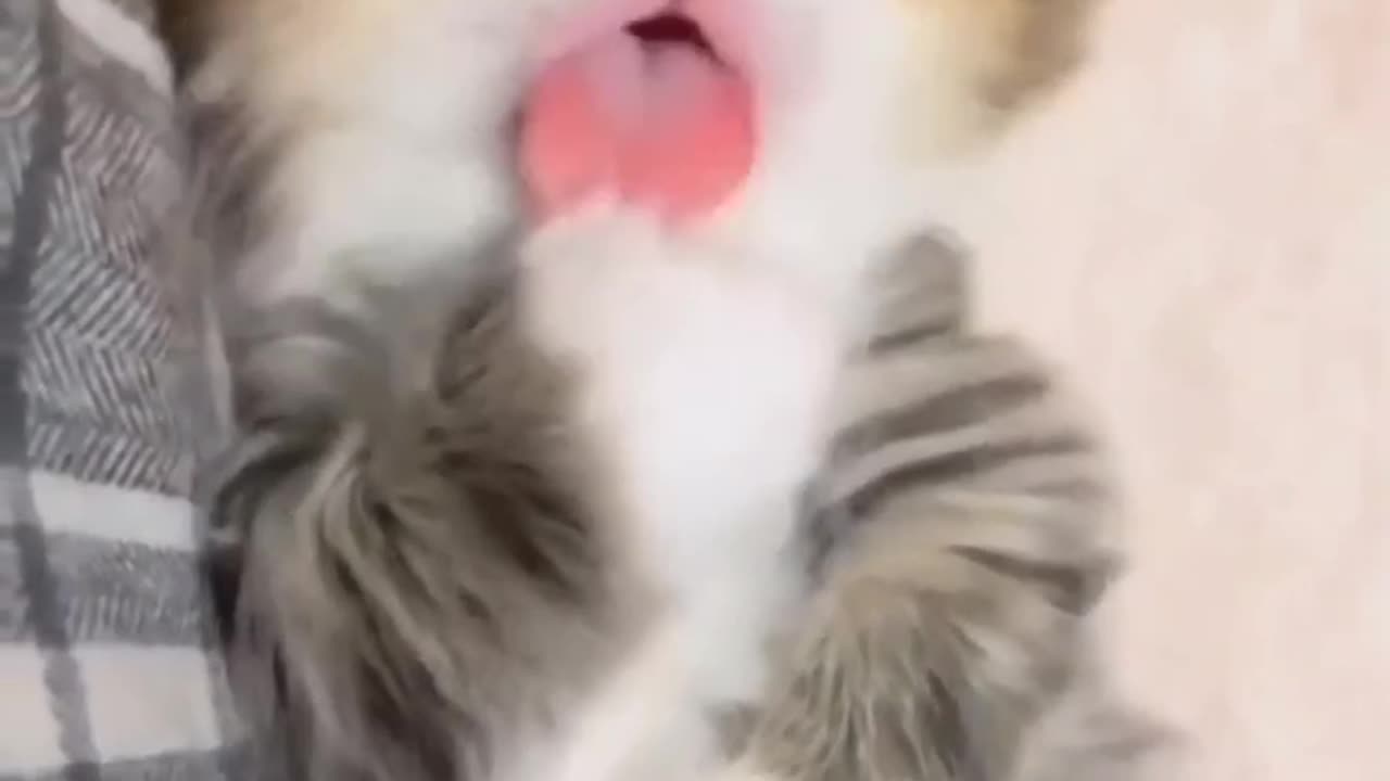 Tiny Kitty Grooms