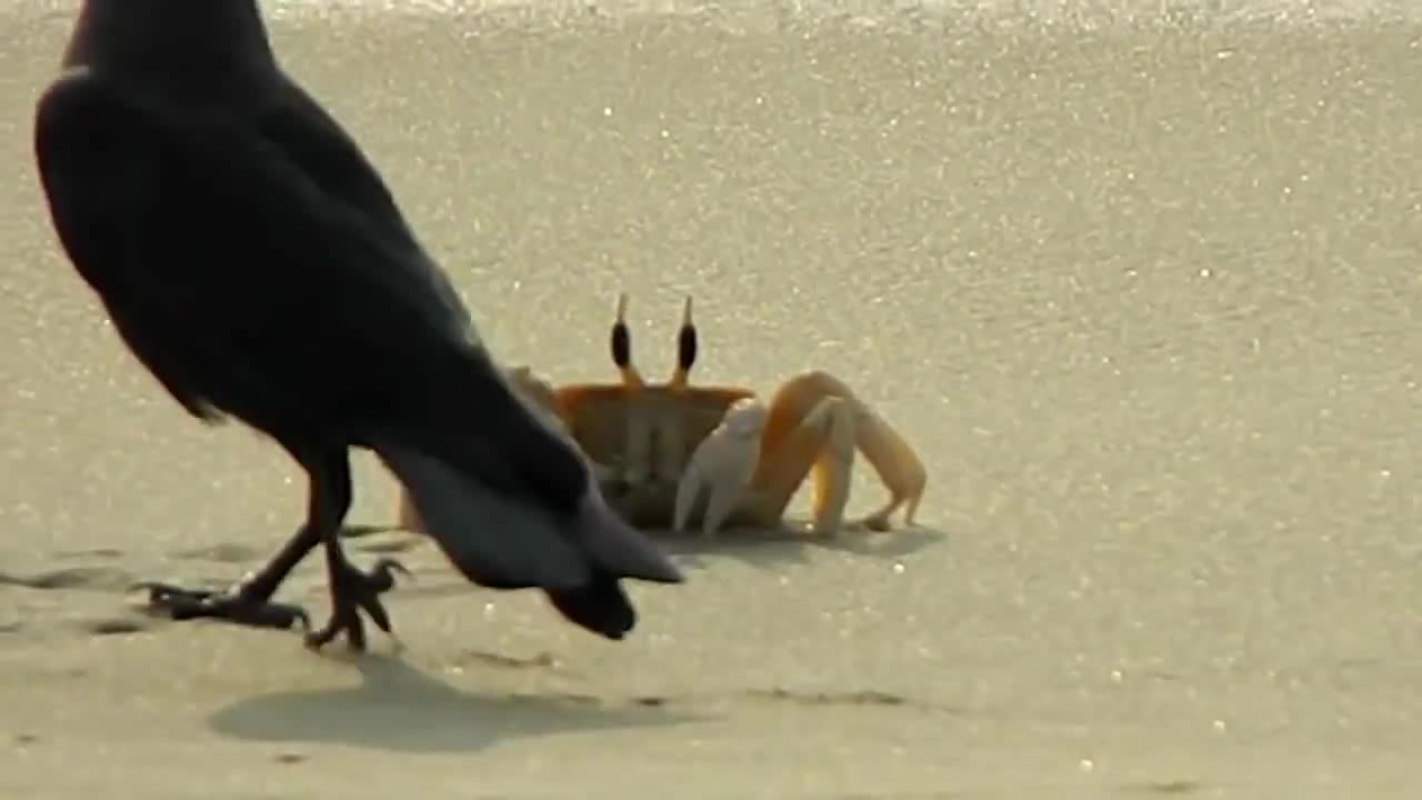 Lone crab fends off onslaught of hungry crows