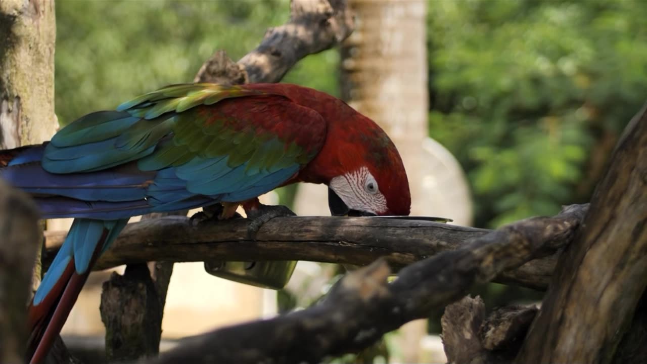 Red perret in macaw