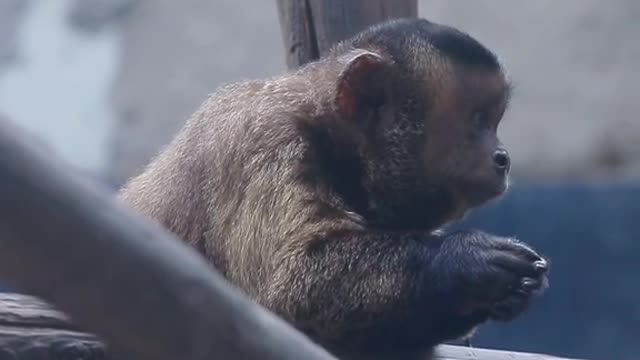 Black hat hanging monkey