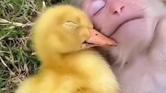 Ducks and cute monkey sleeping cute video 💙