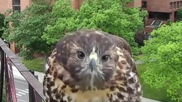 Young red-tailed hawk checking bird camera