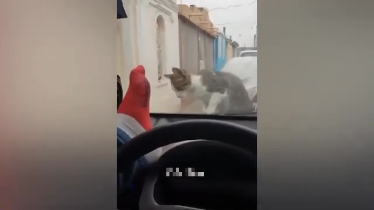 Funny cats videos ever in 2023😹