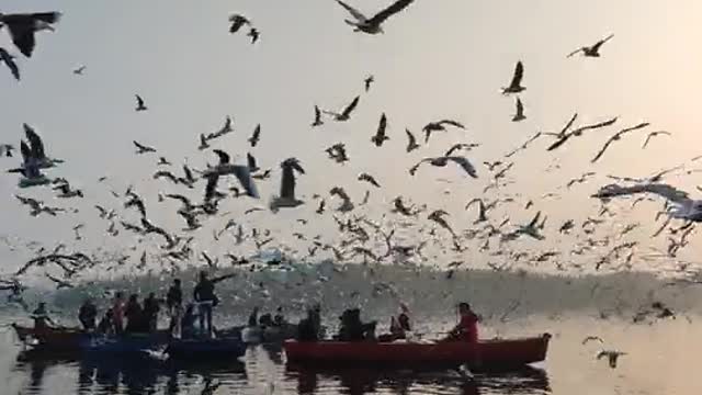 A group of birds fly in the sky and form a beautiful shape on a painting