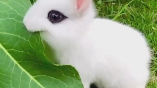 Seriously make an emotionless lawn mower # small white rabbit