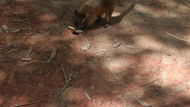 brazilian coati