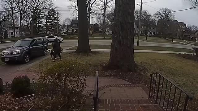 Excited Pups Pull Person Over