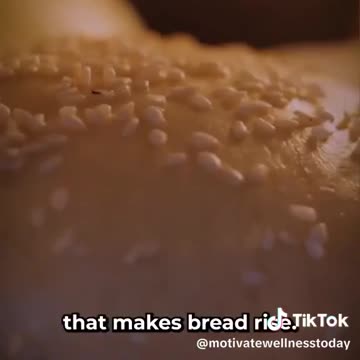 American Bread Is not Bread. It's A Loaf Of Chemicals.