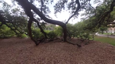 Oak Tree so awesome, TX A&M