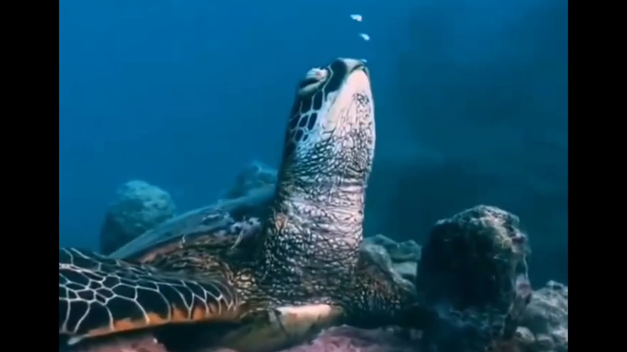 a resting turtle