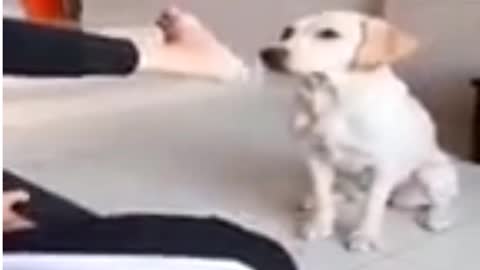 Dog 🐕 trying video's