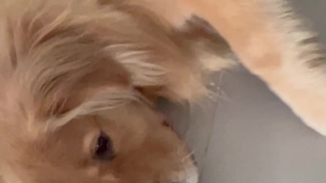 Sleepy Dog Blocks Door